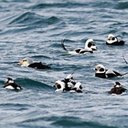 Somateria spectabilis