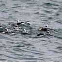 Somateria spectabilis