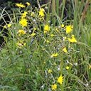 Sonchus arvensis