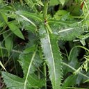 Sonchus arvensis