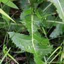 Sonchus arvensis