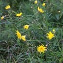 Sonchus arvensis