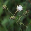 Sonchus arvensis