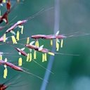 Sorghastrum nutans