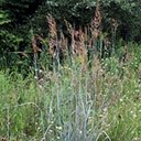 Sorghastrum nutans