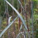 Sorghastrum nutans