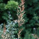 Sorghastrum nutans