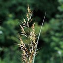 Sorghastrum nutans