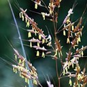 Sorghastrum nutans