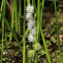 Sparganium sp.
