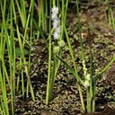 Sparganium sp.