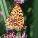 Speyeria aphrodite