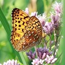 Speyeria aphrodite