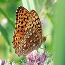 Speyeria aphrodite