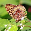 Speyeria cybele