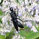 Sphex pensylvanicus