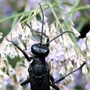 Sphex pensylvanicus