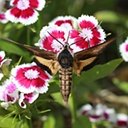Sphinx luscitiosa