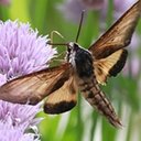 Sphinx luscitiosa