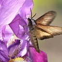 Sphinx luscitiosa