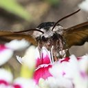 Sphinx luscitiosa