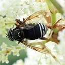 Spilomyia fusca