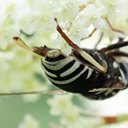 Spilomyia fusca