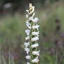 Spiranthes cernua