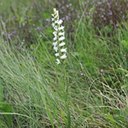 Spiranthes cernua