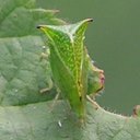 Stictocephala sp.