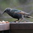 Sturnus vulgaris