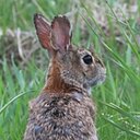 Sylvilagus floridanus