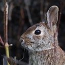 Sylvilagus floridanus