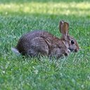 Sylvilagus floridanus