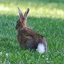 Sylvilagus floridanus