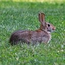 Sylvilagus floridanus