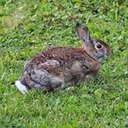 Sylvilagus floridanus