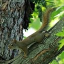 Tamiasciurus hudsonicus