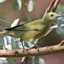 Tangara palmarum