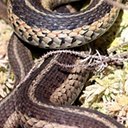Thamnophis sirtalis sirtalis