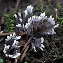 Thelephora sp.