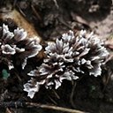 Thelephora sp.