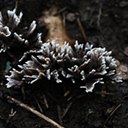 Thelephora sp.