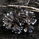 Thelephora sp.
