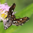 Thyris maculata