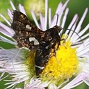 Thyris maculata