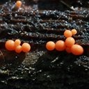 Trichia decipiens