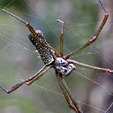 Trichonephila clavipes