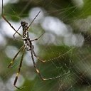 Trichonephila clavipes