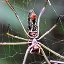 Trichonephila clavipes